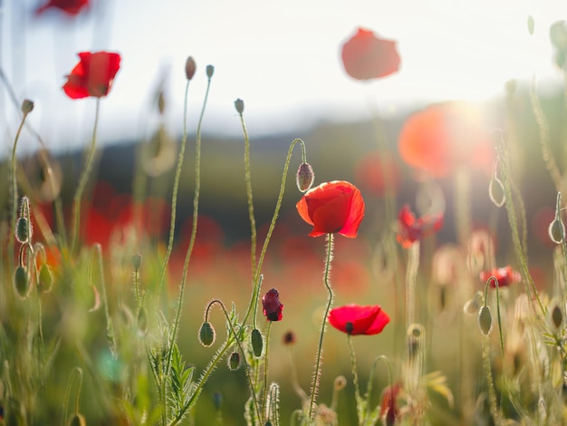 Prairie de coquelicots à la lumière du soleil couchant