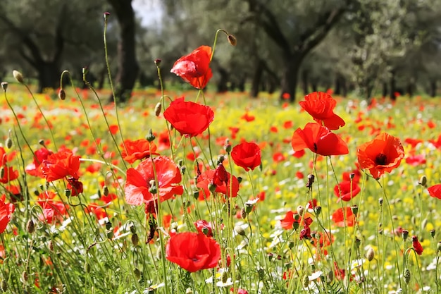 Prairie de coquelicots rouges