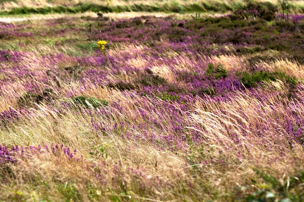 Prairie dans les Monts d'Arree en Bretagne couverte d'Erica ciliaris
