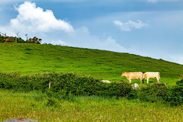 Photo prairie avec deux vaches au pâturage près du village de doolin wild atlantic way dans le comté de clare en irlande