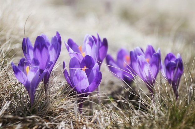 Prairie ensoleillée avec des fleurs de crocus dans l'herbe