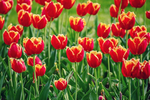 Prairie ensoleillée de printemps avec des fleurs de tulipe rouge orange floral fond de pâques saisonnier naturel avec espace de copie