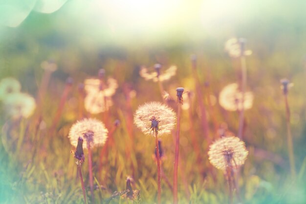 Prairie ensoleillée de printemps