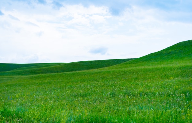 Prairie d'été contre le ciel