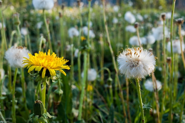 Prairie d'été. Deux pissenlits blancs et jaunes au premier plan.