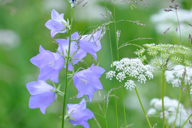 Prairie d'été un gros plan