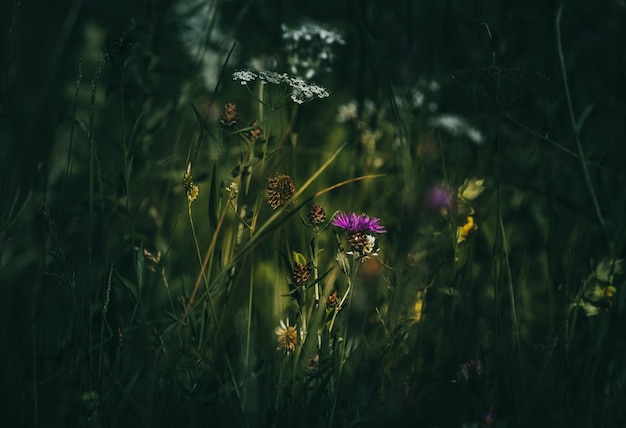 Prairie d'été avec marguerites trésors naturels fond de sorcière verte texture légère mystique