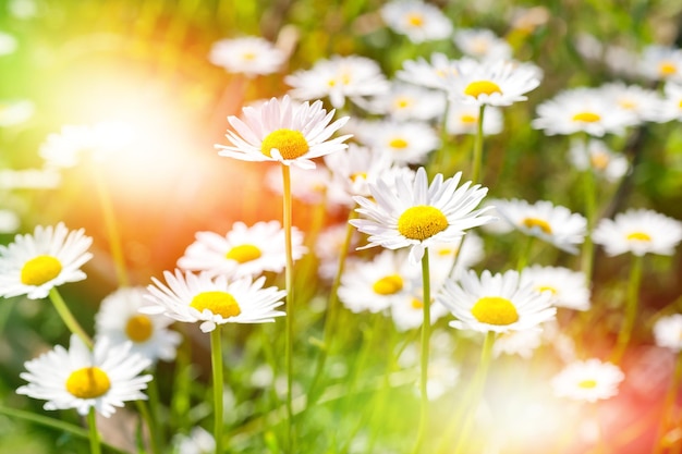 Prairie d'été de marguerites