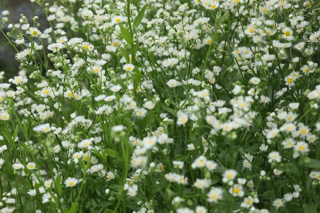 prairie d'été avec motif de fleurs blanches en arrière-plan