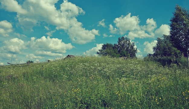 Prairie d'été russe.Région d'Arkhangelsk, Russie