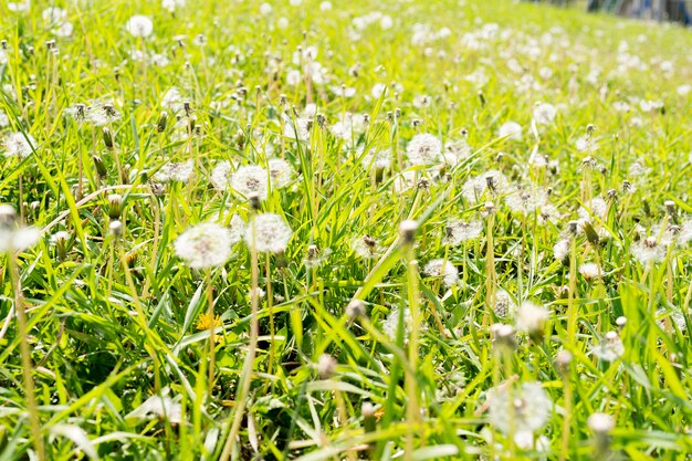 prairie d'été verte avec des pissenlits. fond naturel. fond de journée ensoleillée. partout partout