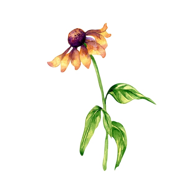 Prairie fleur pourpre échinacée illustration aquarelle sur fond blanc