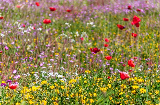 Prairie fleurie au printemps