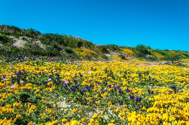 Prairie fleurie au printemps