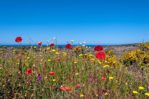 Prairie fleurie au printemps