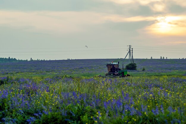 prairie fleurie et une machine pour nettoyer les aliments du bétail en arrière-plan