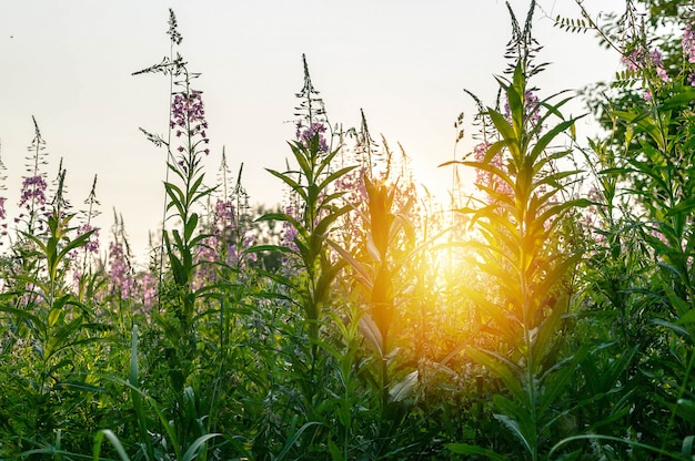 Prairie de fleurs. Blooming Sally. Le coucher du soleil.