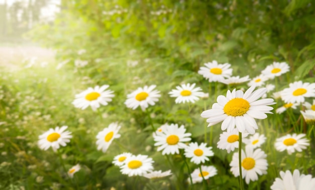 Prairie de fleurs de camomille avec soleils Nature paysage