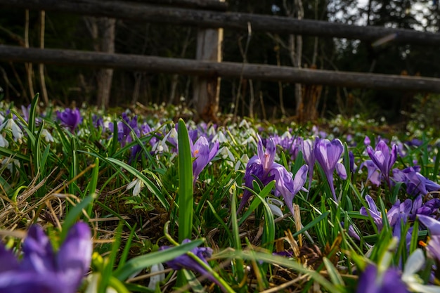 Prairie de fleurs de crocus au coucher du soleil