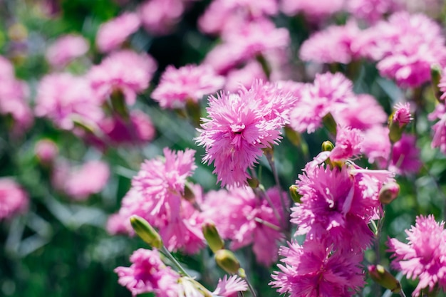 Prairie de fleurs en été avec des bleuets roses SunlightCentaurea cyanus Un champ de fleurs sauvages