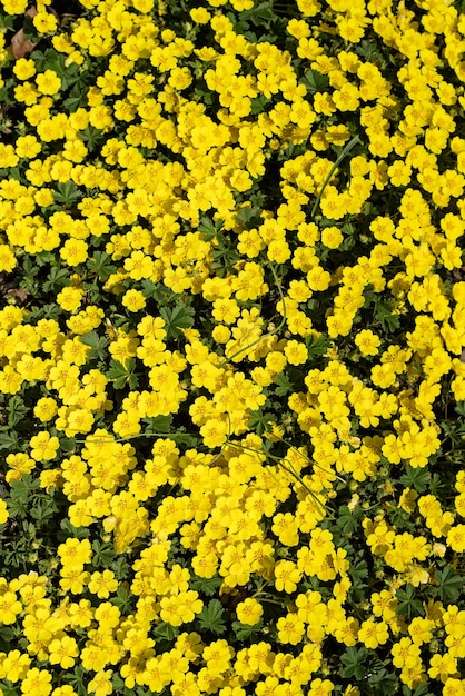 Prairie de fleurs jaunes