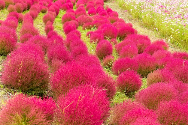 Prairie de fleurs de kochia