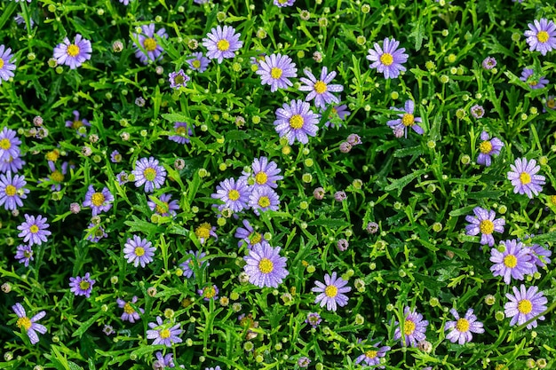 Prairie avec des fleurs de marguerites violettes