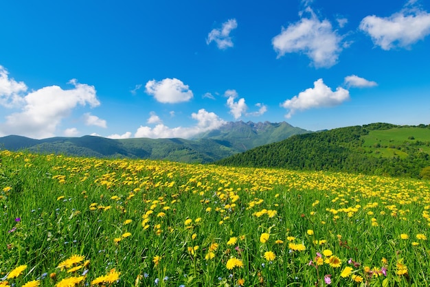 Prairie de fleurs de pissenlit sur les Alpes italiennes avec le mont Resegone