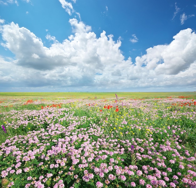 Prairie de fleurs de printemps