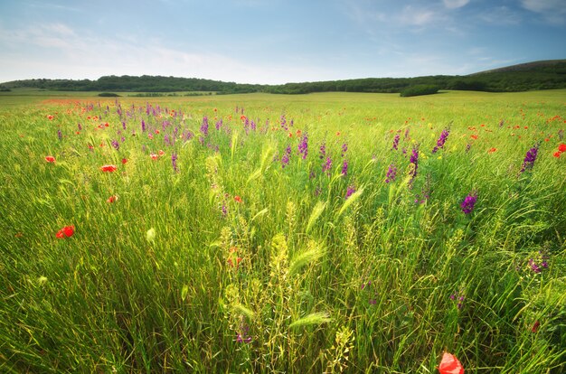 Prairie de fleurs de printemps