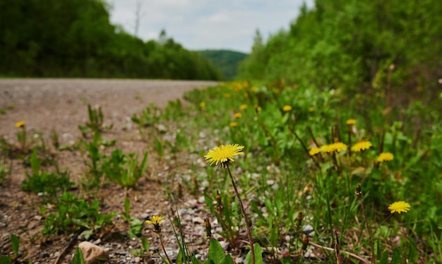 Prairie de fleurs sauvages avec coquelicots, bleuets et marguerites