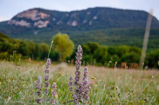 Prairie avec des fleurs sauvages sur fond de montagnes.