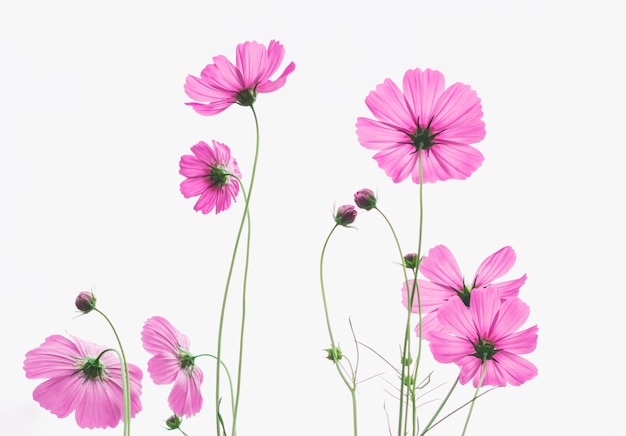 Prairie de fleurs sauvages rose sur fond blanc