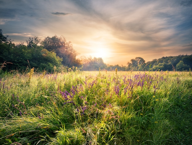 Prairie avec fleurs sauvages sous le soleil couchant