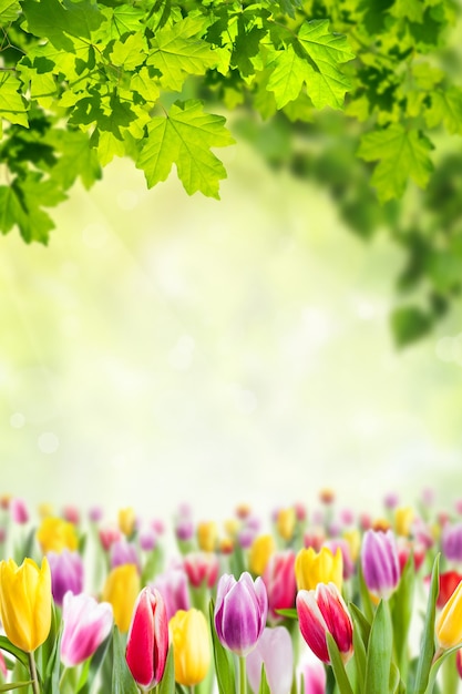 Photo prairie de fleurs de tulipes