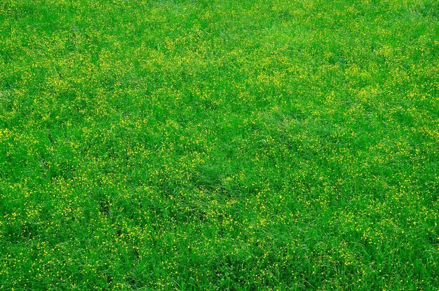 Prairie de fleurs vertes