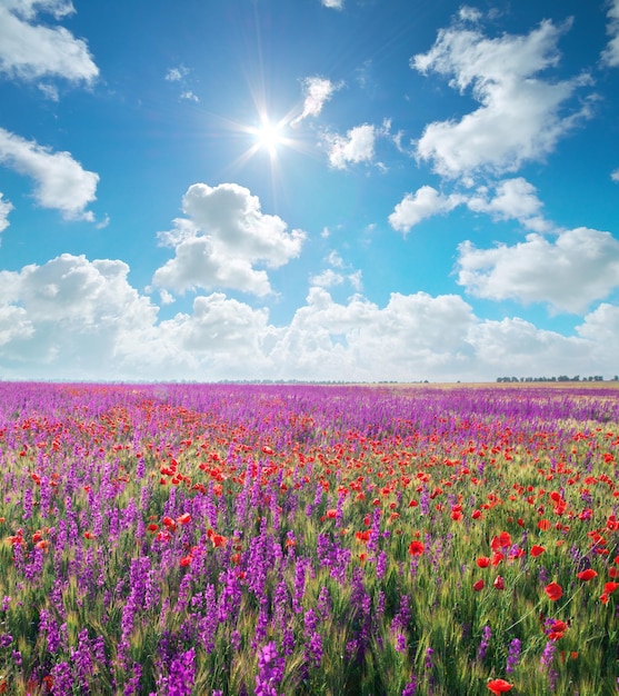 Prairie de fleurs violettes printanières