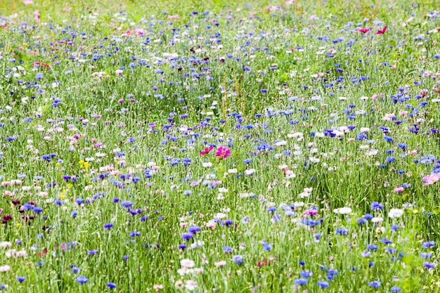 Prairie De Fleurs