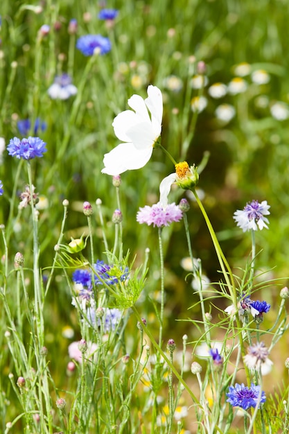 Prairie de fleurs