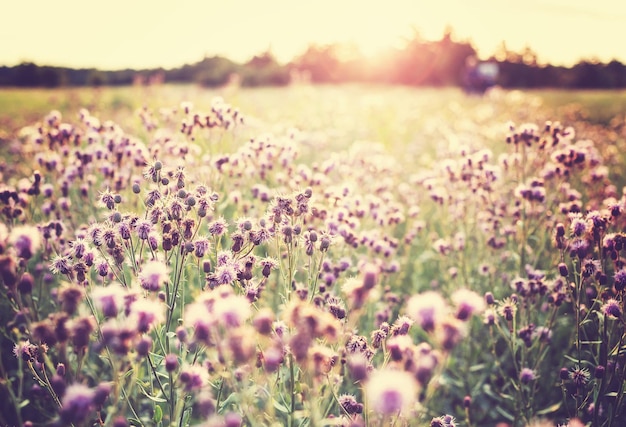 Prairie de fleurs