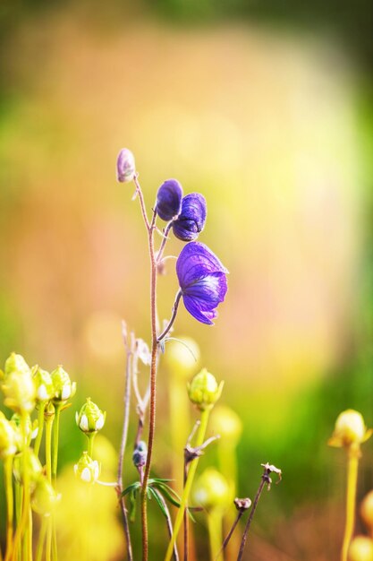 Prairie de fleurs