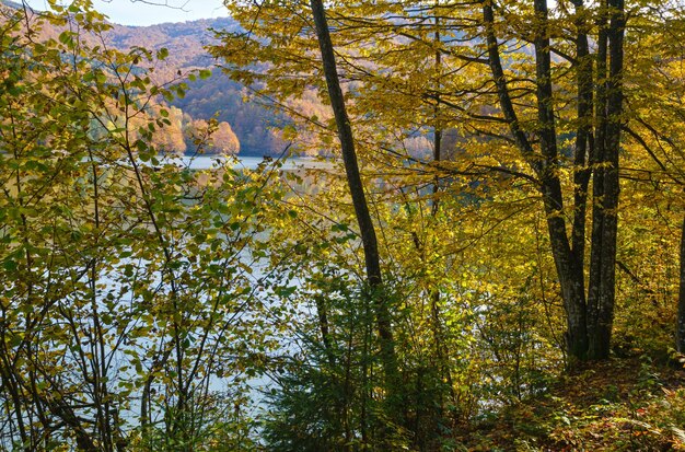 Prairie forestière sur la rive du lac pittoresque Vilshany réservoir d'eau sur la rivière Tereblya Transcarpatie Ukraine Belle journée d'automne dans les montagnes des Carpates