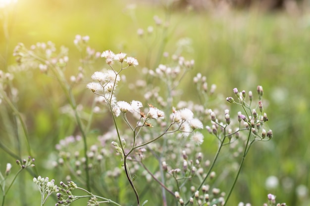 Prairie de forêt avec des herbes sauvages