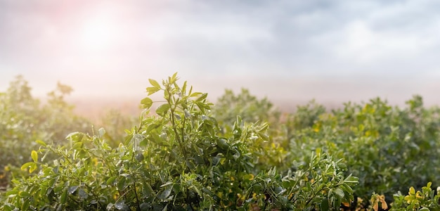 Prairie avec fourrés de trèfle gouttes de pluie sur feuilles de trèfle