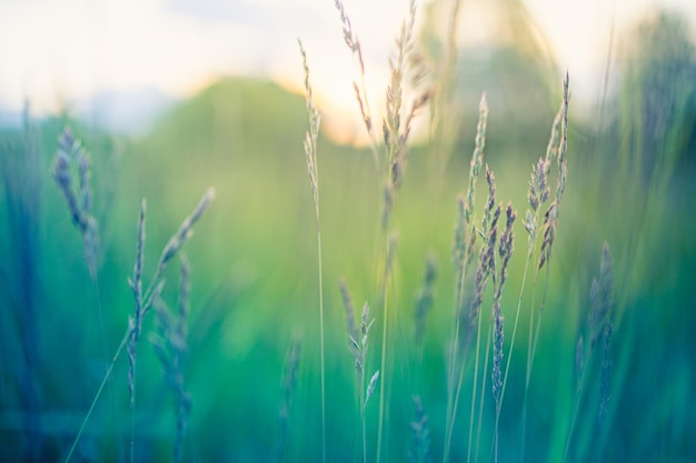 Prairie d'herbe sur l'heure chaude du coucher du soleil ou du lever du soleil