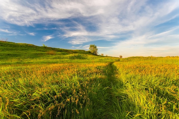 Prairie avec herbe verte et ciel bleu