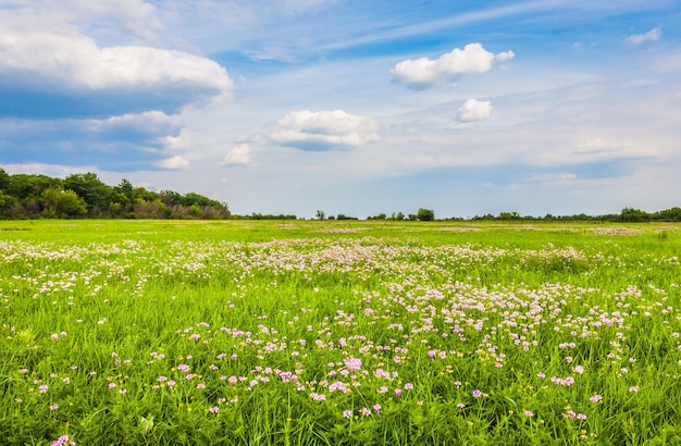 Prairie avec herbe verte et ciel bleu