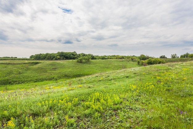 Prairie avec herbe verte et ciel bleu