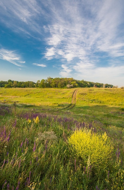 Photo prairie avec herbe verte et ciel bleu