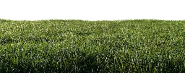 Prairie d'herbe verte isolée sur fond blanc
